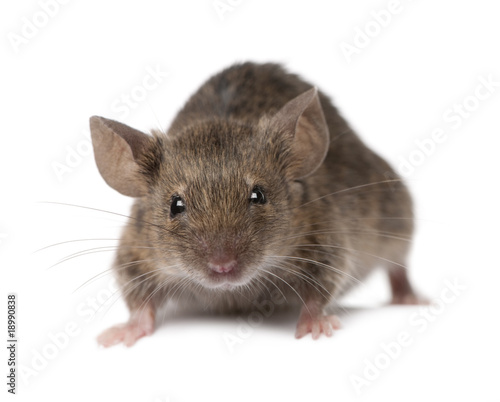 Wild mouse, in front of white background, studio shot