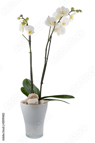 Wallpaper Mural Orchid Torontodigital.ca