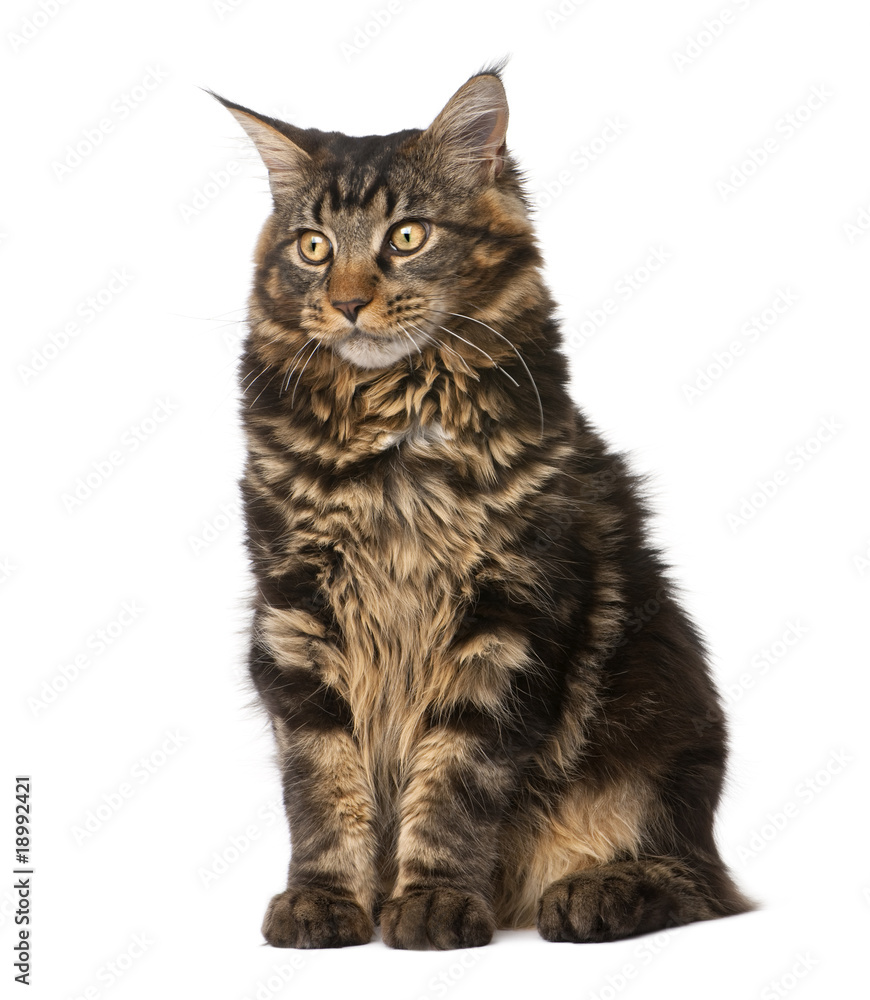 Obraz premium Maine Coon, 7 months old, sitting in front of white background