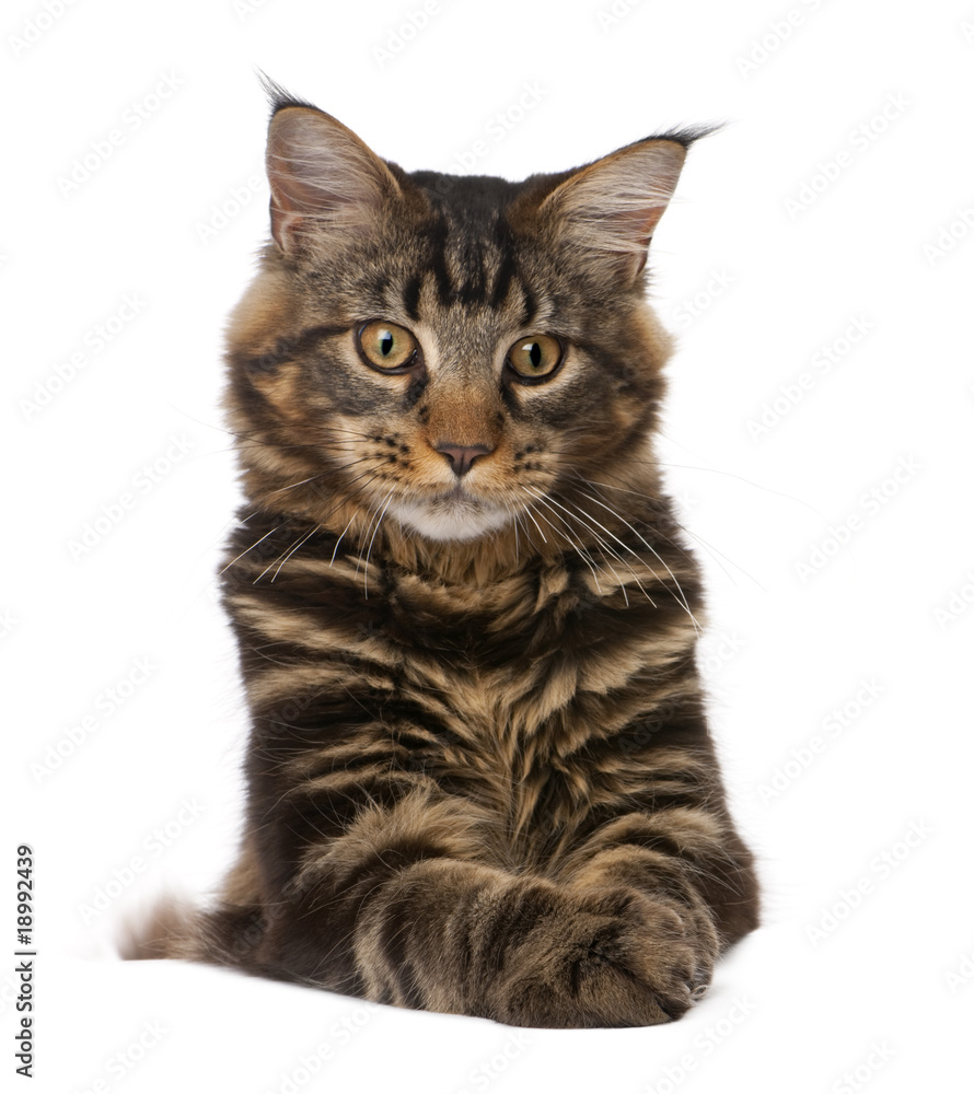 Maine Coon, 7 months old, sitting in front of white background