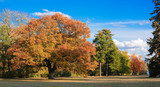 Picturesque autumn park