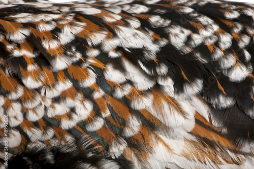 Close-up of Tollbunt tricolor Polish chicken feathers