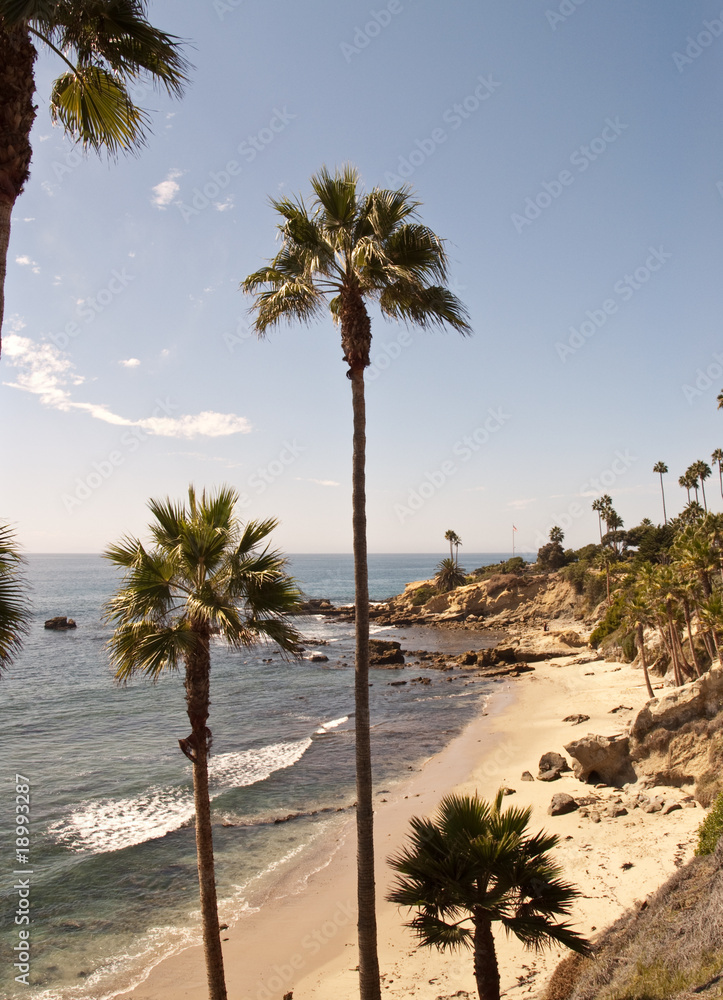 palm beach with rocks