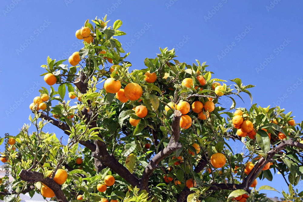 Oranges in Costa del Sol, Spain