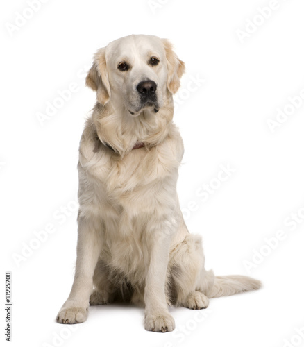 Golden retriever, sitting in front of white background