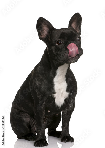 French bulldog, sitting in front of white background