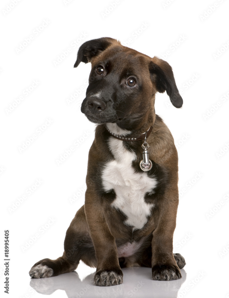 Bastard puppy, sitting in front of white background