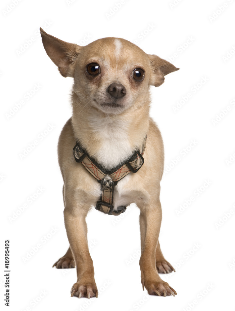 Chihuahua, 7 years old, standing in front of white background Chihuahua, 7 years old, standing in front of white background