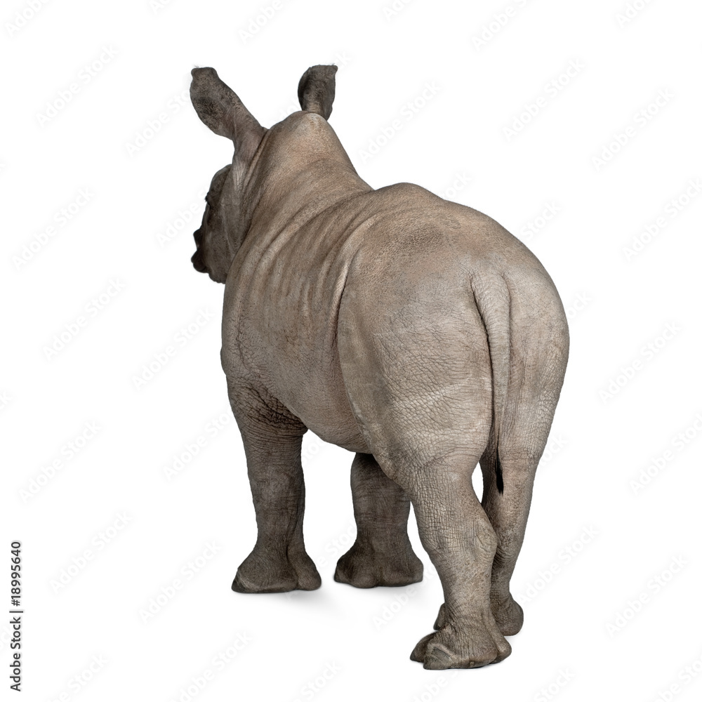 Obraz premium young White Rhinoceros standing in front of white background