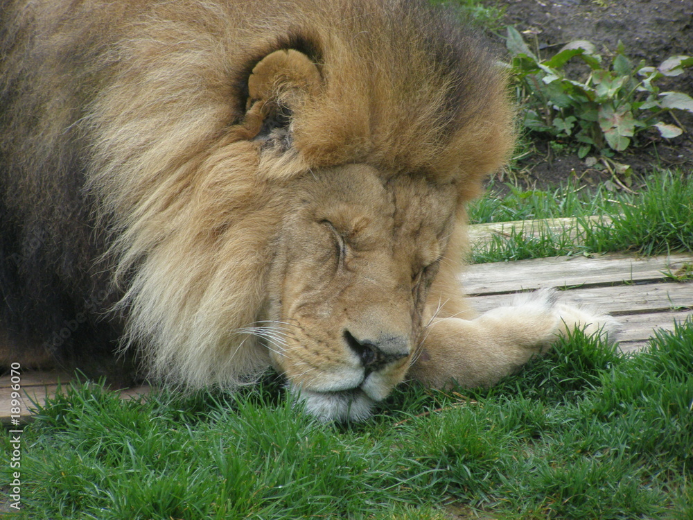 Obraz premium OLYMPUS DIGITAL CAMERA