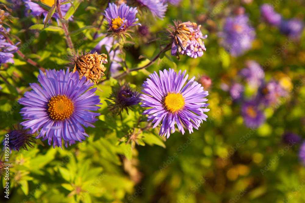 Aster Aster