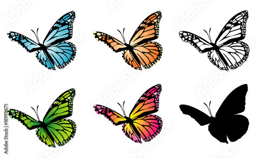 Butterfly color variation