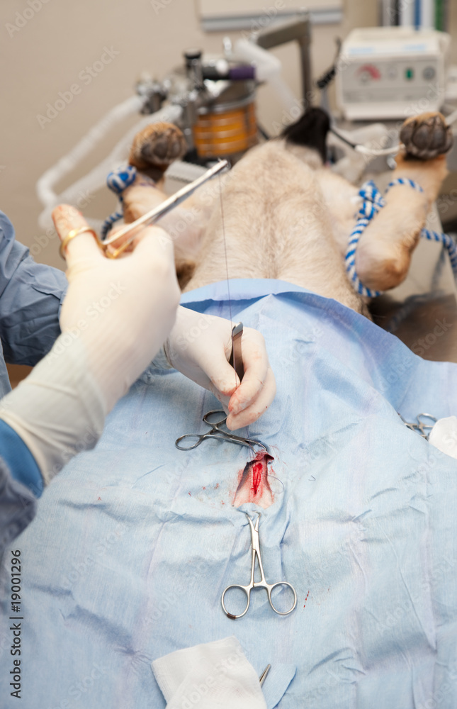 Ταπετσαρία Veterniarian performing neuter operation on dog