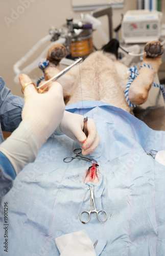 Fotografi Veterniarian performing neuter operation on dog