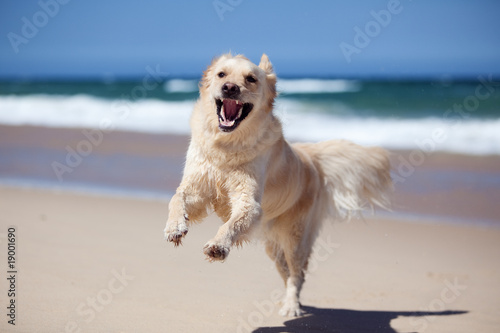 Excited golden retriever running on the beach © Martin Valigursky