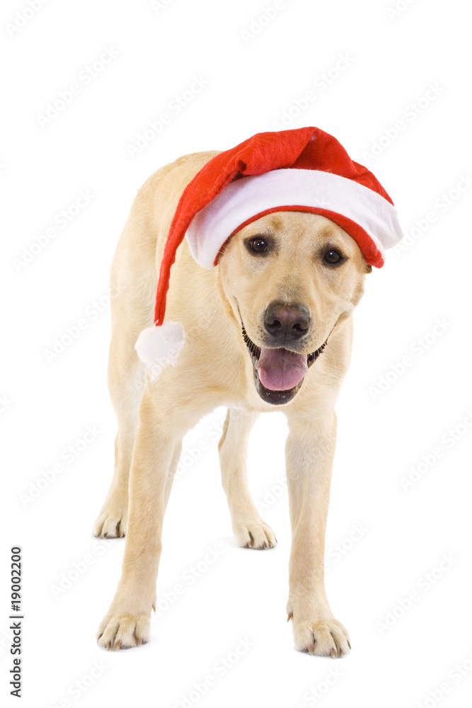 labrador retriever wearing a Santa hat labrador retriever wearing a Santa hat