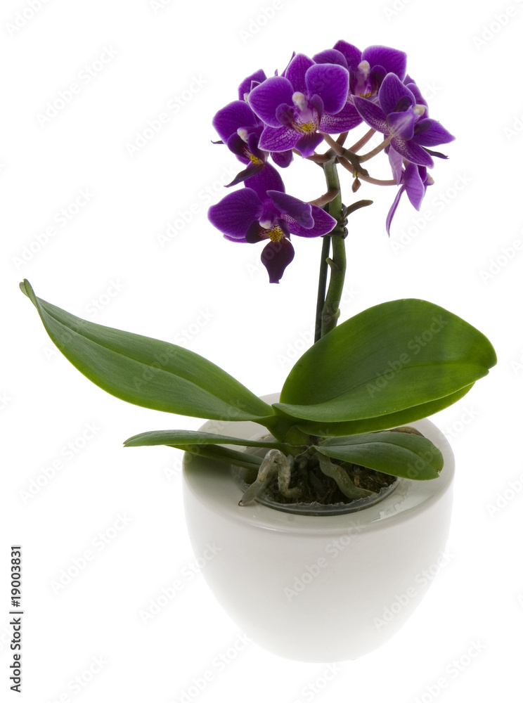 Orchidee Orchidee