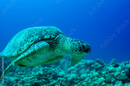 sea green turtle © Ded Pixto