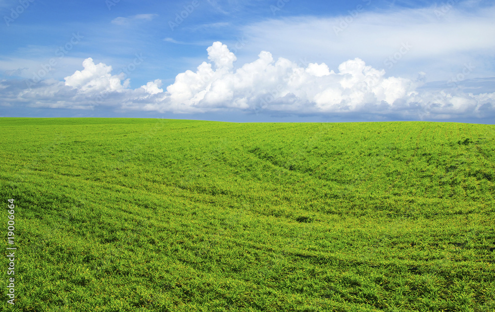 Naklejka premium field