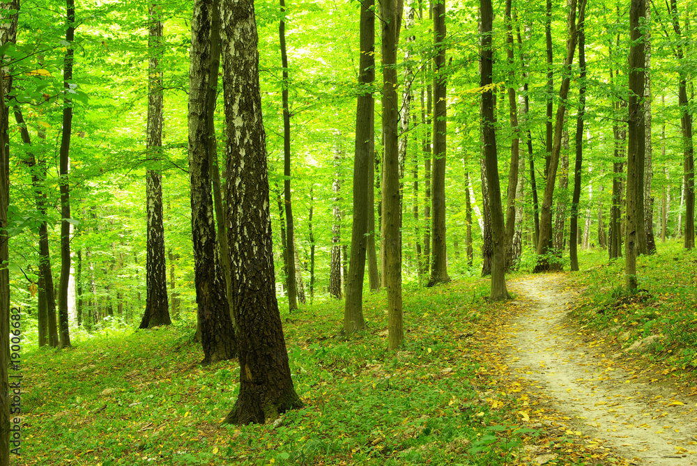 forest forest