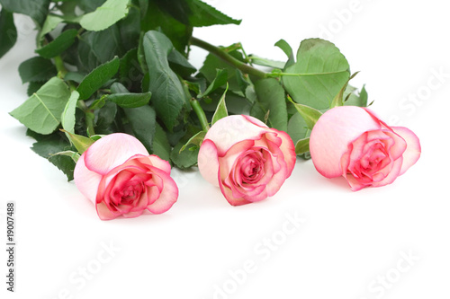 Three roses on white background