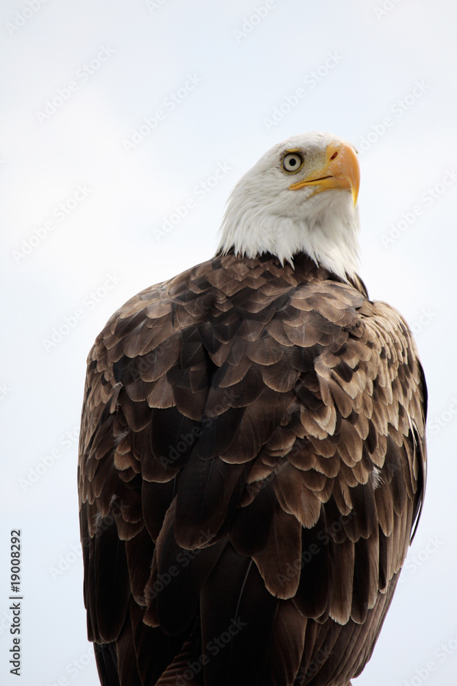 American Bald Eagle
