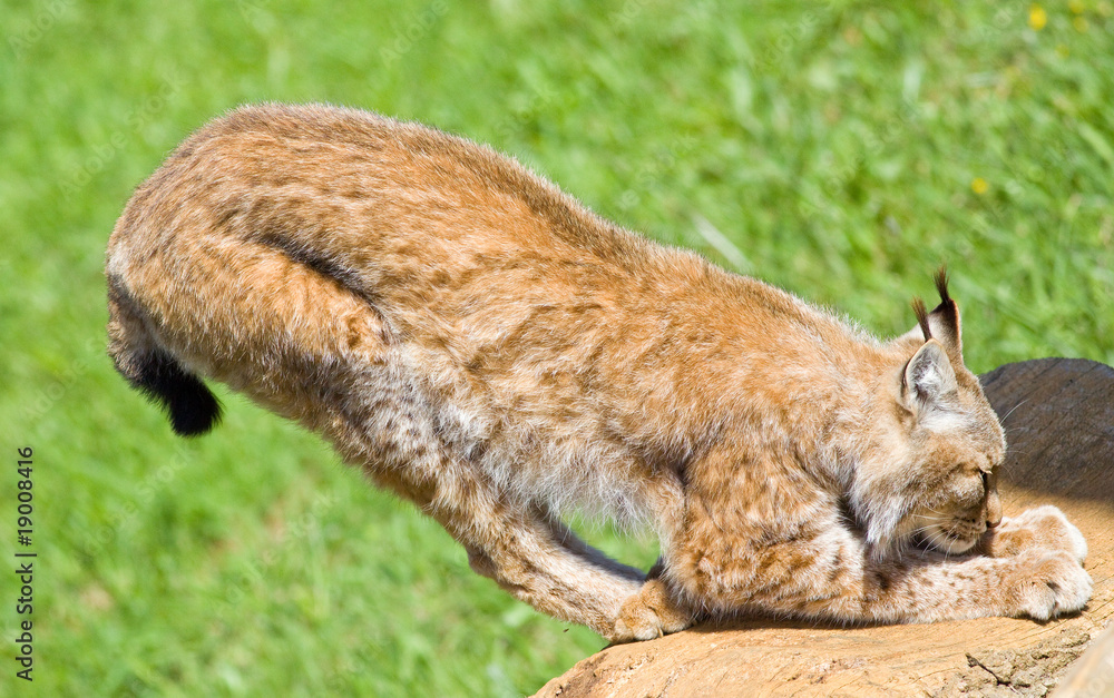 iberian lynx iberian lynx