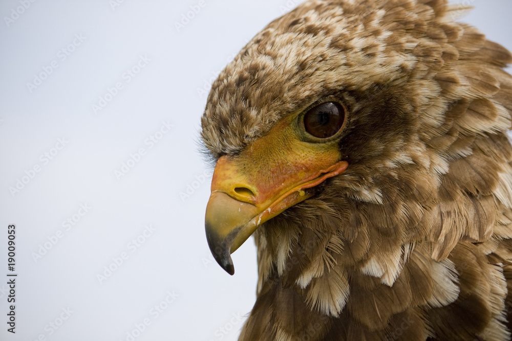 Naklejka premium Bateleur eagle