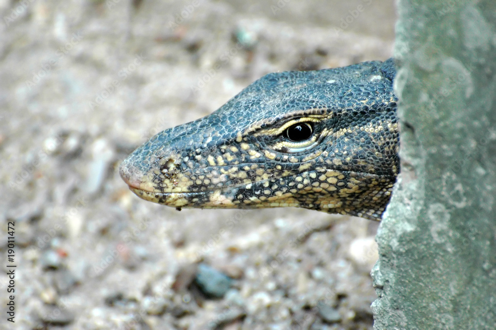 Obraz premium Lizard