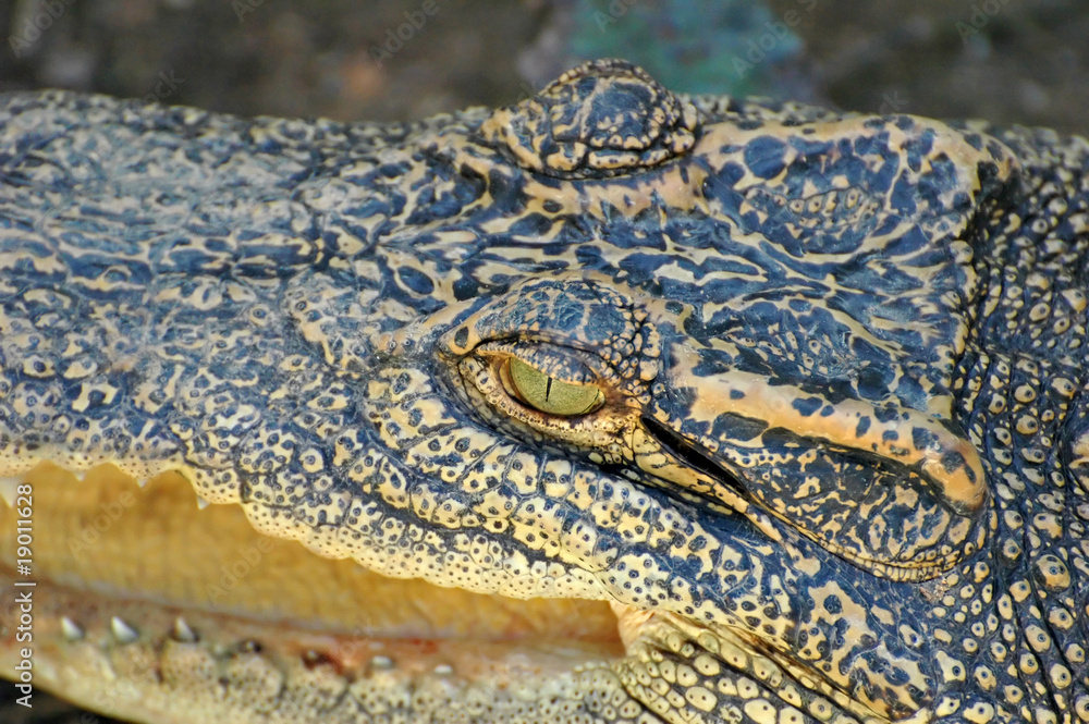 Obraz premium Crocodile 2