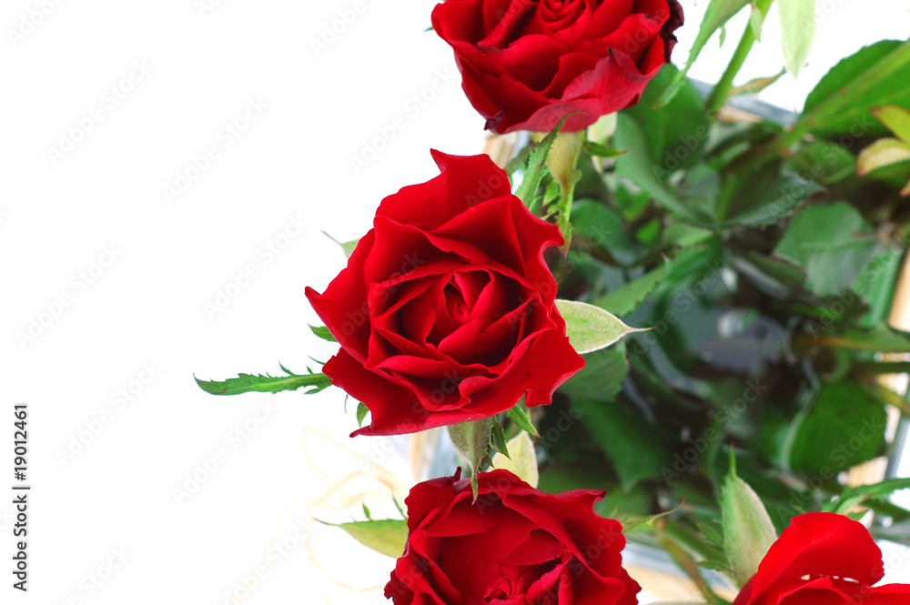 Fototapeta premium Red roses detail 2