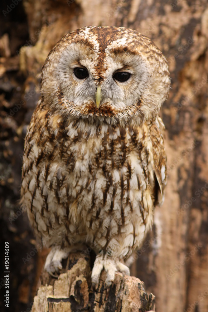 Fototapeta premium Brown owl standing on a tree stump and looking at you
