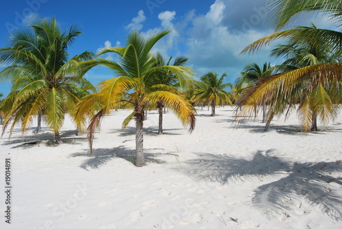 palme sulla spiaggia