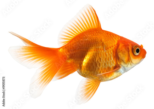 profile of goldfish photo