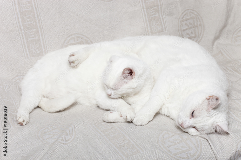 Fototapeta premium chats blancs