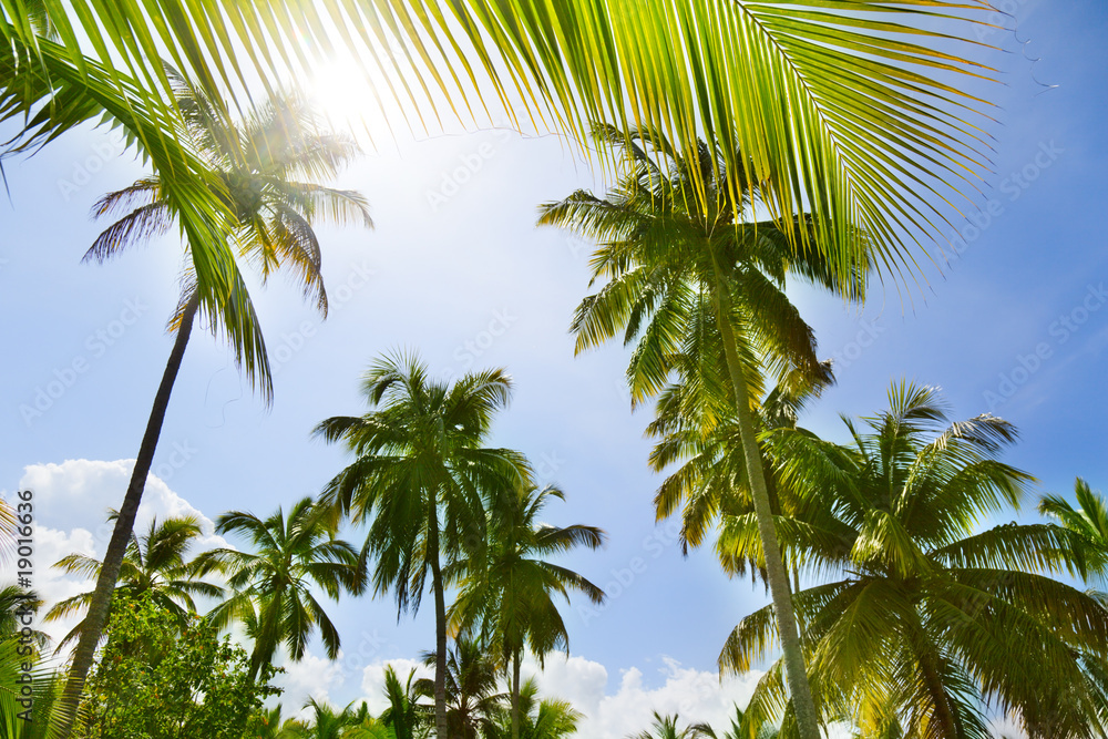 Fototapeta premium Palms and blue sky