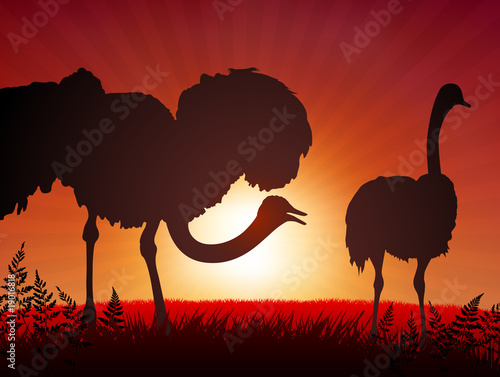 ostrich on sunset background