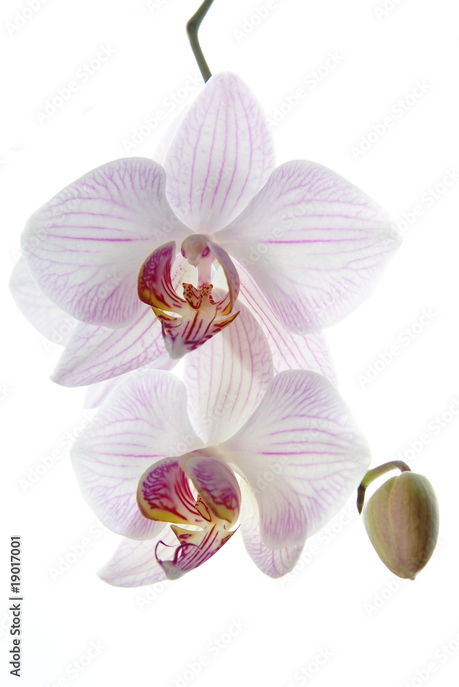 Obraz premium Blooming white orchids flower isolated on white background