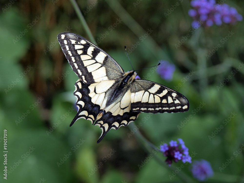Naklejka premium ailes d'envergure