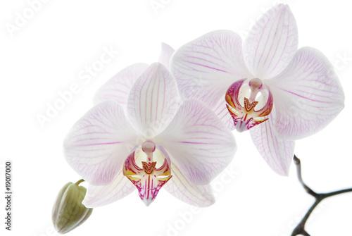 Fototapeta Naklejka Na Ścianę i Meble -  Blooming white orchids flower isolated on white background