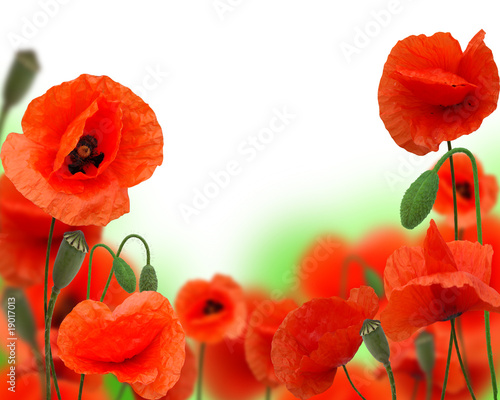 Fototapeta Naklejka Na Ścianę i Meble -  beautifull red poppy