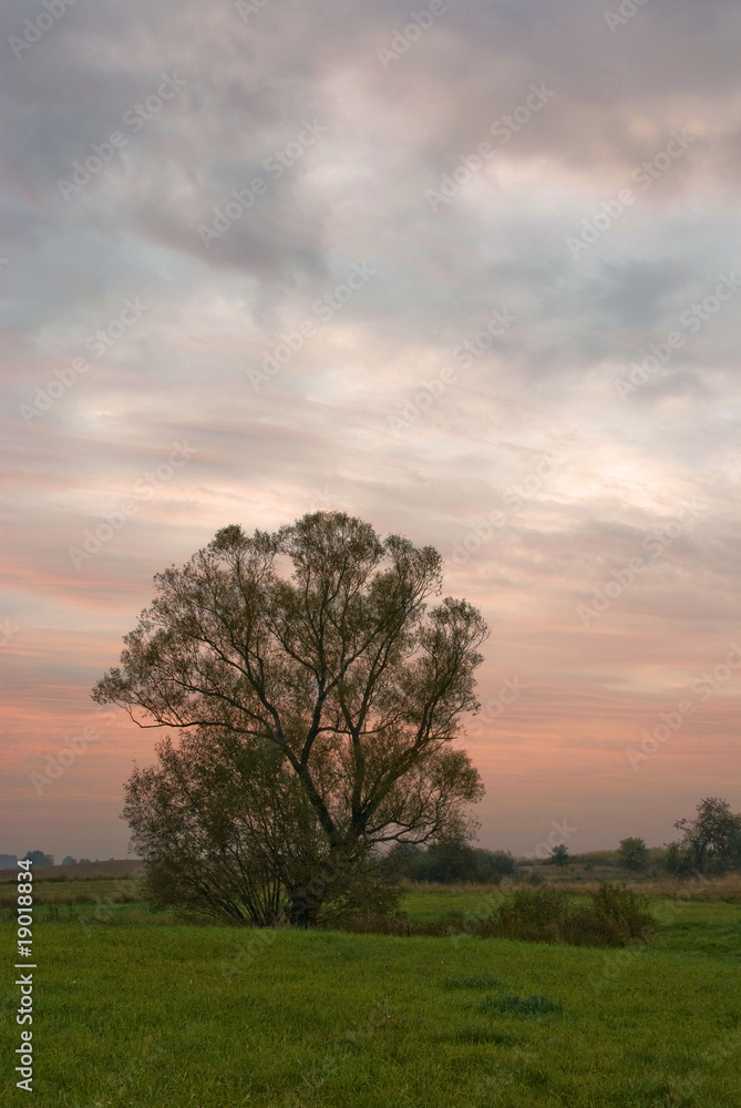 lone willow