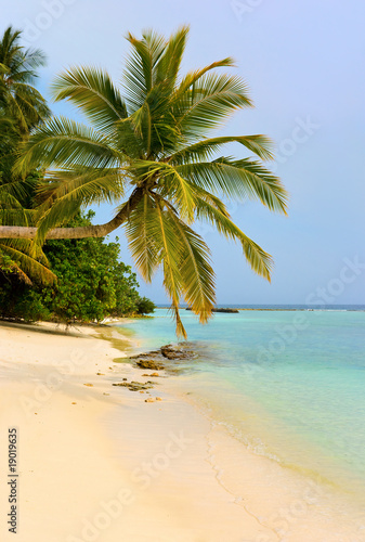 Bending palm tree on tropical beach