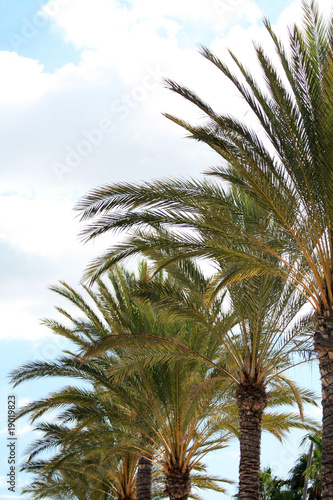 Palm trees and a blue clouded sky
