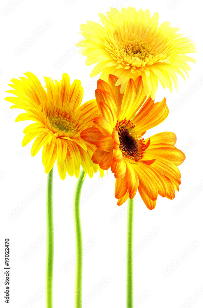 Naklejka premium gerberas jaune orange fond blanc