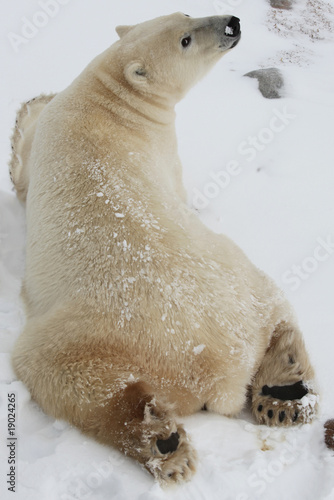 ours polaire