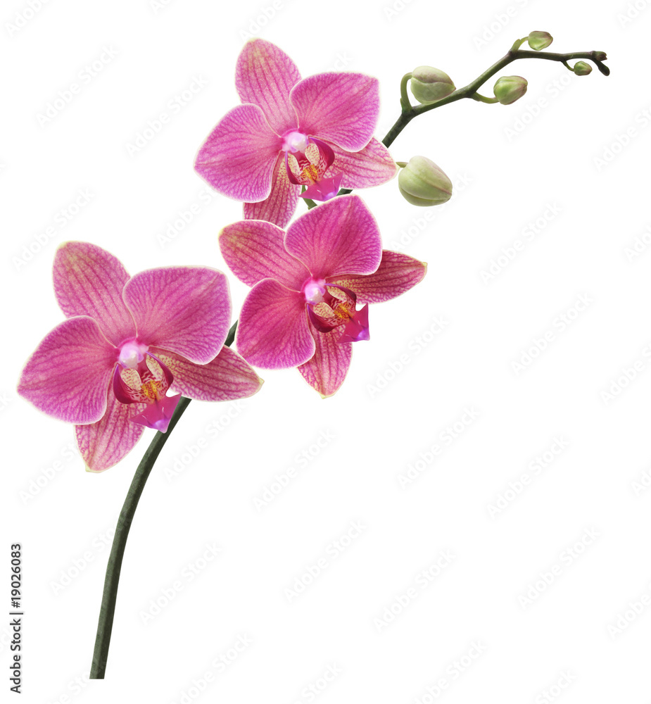 Branche Orchidée Photos | Adobe Stock