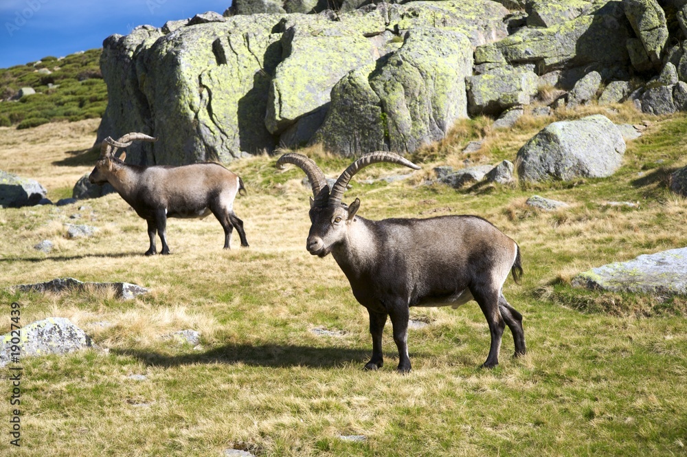 two spanish goats two spanish goats