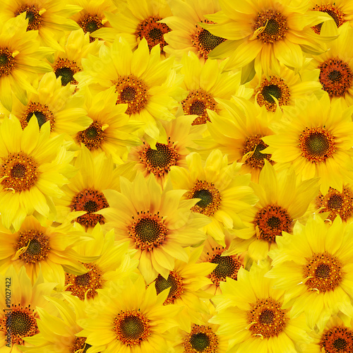 Fototapeta Naklejka Na Ścianę i Meble -  sunflowers