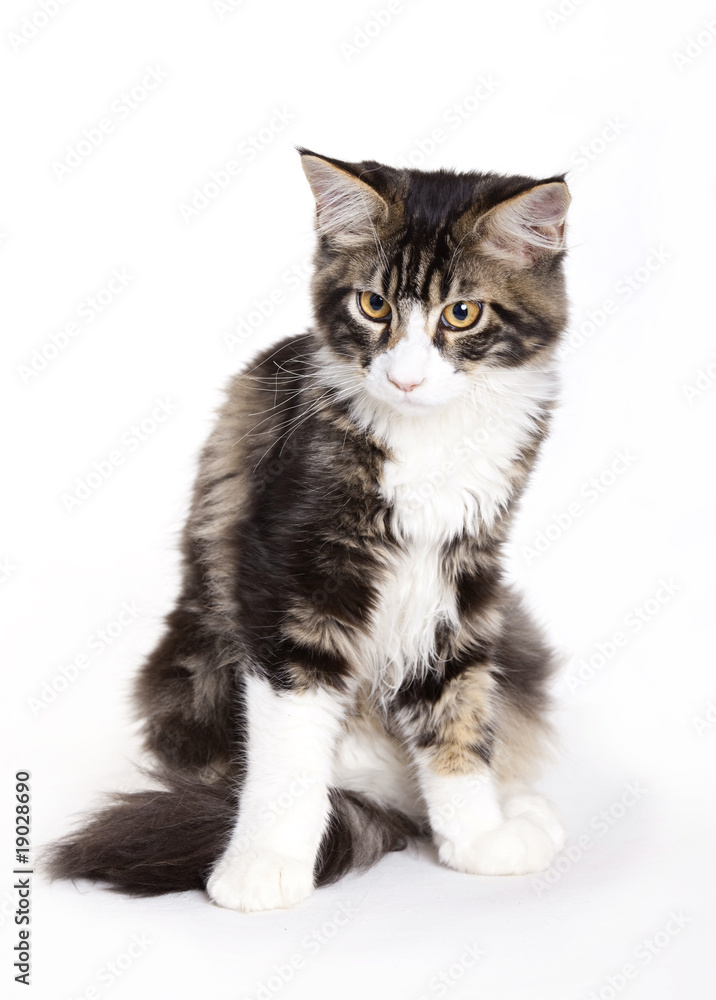 Cat, Young Maine Coon